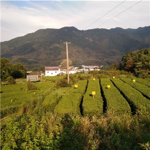 恨水茶業公司有機茶苗基地